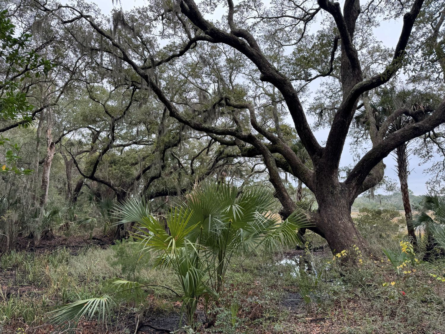 Les grands chênes de Kiawah